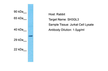 SH3GL3 Rabbit Polyclonal Antibody