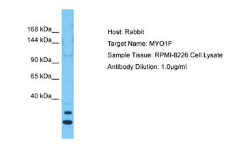 MYO1F Rabbit Polyclonal Antibody