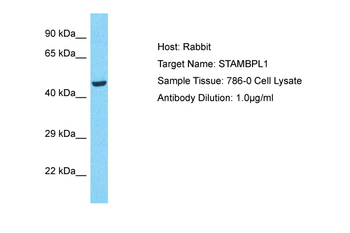 STAMBPL1 Rabbit Polyclonal Antibody