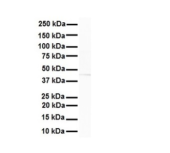 STAMBPL1 Rabbit Polyclonal Antibody
