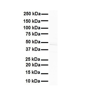 STAMBPL1 Rabbit Polyclonal Antibody