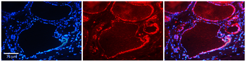 CD63 Rabbit Polyclonal Antibody