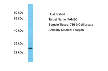 FAM3C Rabbit Polyclonal Antibody