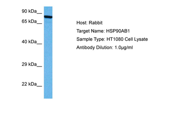 HSP90AB1 Rabbit Polyclonal Antibody