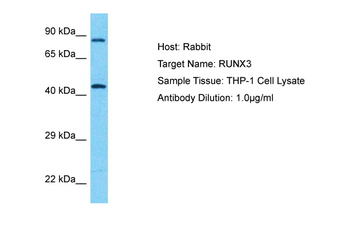 RUNX3 Rabbit Polyclonal Antibody