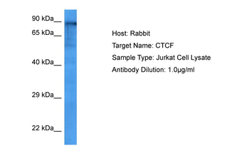 CTCF Rabbit Polyclonal Antibody