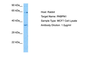 PABPN1 Rabbit Polyclonal Antibody