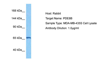 PDE8B Rabbit Polyclonal Antibody
