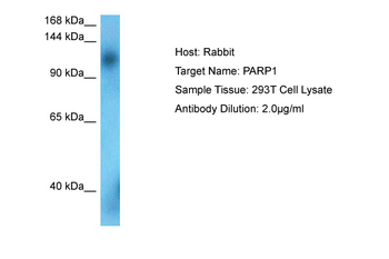 PARP1 Rabbit Polyclonal Antibody