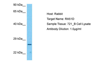 RAD51D Rabbit Polyclonal Antibody