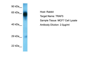 TRAF5 Rabbit Polyclonal Antibody