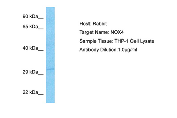 NOX4 Rabbit Polyclonal Antibody
