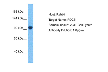 PDCD6IP Rabbit Polyclonal Antibody