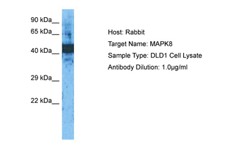 MAPK8 Rabbit Polyclonal Antibody