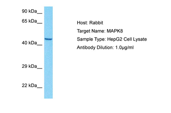 MAPK8 Rabbit Polyclonal Antibody