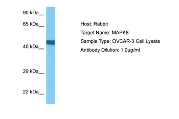 MAPK8 Rabbit Polyclonal Antibody