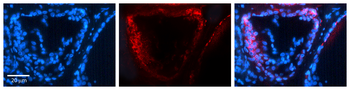MAPK8 Rabbit Polyclonal Antibody