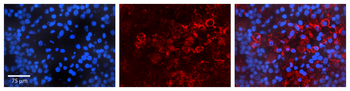 BCL2L11 Rabbit Polyclonal Antibody