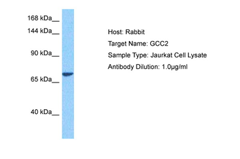 GCC2 Rabbit Polyclonal Antibody