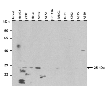 SIGMAR1 Rabbit Polyclonal Antibody