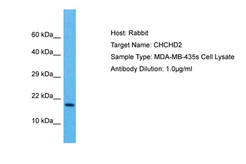 CHCHD2 Rabbit Polyclonal Antibody