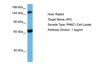 APC Rabbit Polyclonal Antibody