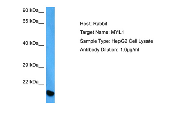 MYL1 Rabbit Polyclonal Antibody