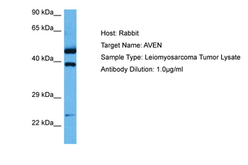 AVEN Rabbit Polyclonal Antibody