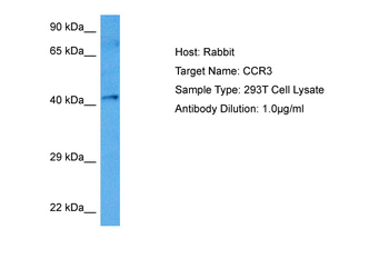 CCR3 Rabbit Polyclonal Antibody