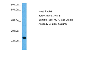 AOC3 Rabbit Polyclonal Antibody