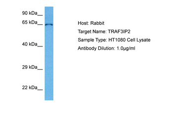 TRAF3IP2 Rabbit Polyclonal Antibody