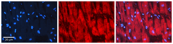 DIABLO Rabbit Polyclonal Antibody