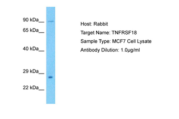 TNFRSF18 Rabbit Polyclonal Antibody