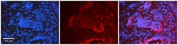 CDK9 Rabbit Polyclonal Antibody