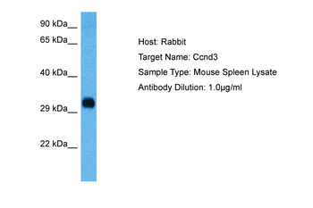 CCND3 Rabbit Polyclonal Antibody