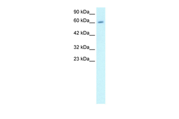 CCNA2 Rabbit Polyclonal Antibody