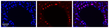 SREBF1 Rabbit Polyclonal Antibody