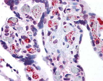 AIFM2 Rabbit Polyclonal Antibody