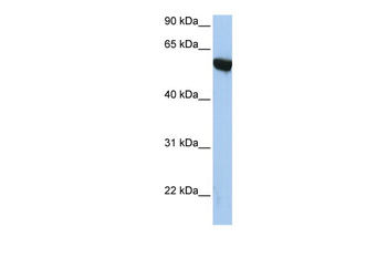 APBA3 Rabbit Polyclonal Antibody