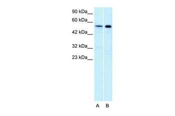 HTR1A Rabbit Polyclonal Antibody