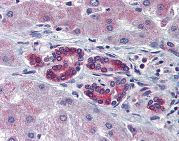 TAL1 Rabbit Polyclonal Antibody