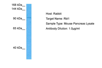 RBL1 Rabbit Polyclonal Antibody