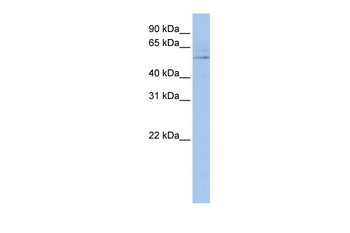 RUNX1 Rabbit Polyclonal Antibody