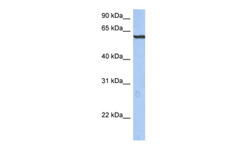 TRIM22 Rabbit Polyclonal Antibody