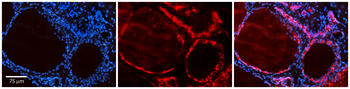 ID1 Rabbit Polyclonal Antibody