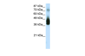 JUNB Rabbit Polyclonal Antibody
