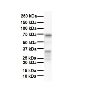 NFATC1 Rabbit Polyclonal Antibody