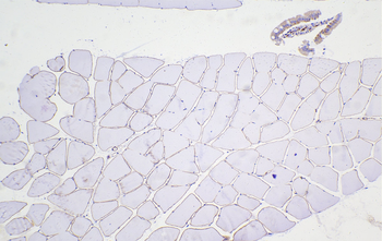 Multi-rAb Polymer HRP-Goat Rabbit Recombinant Secondary Antibody (H+L)
