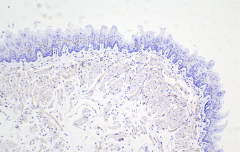 Multi-rAb Polymer HRP-Goat Rabbit Recombinant Secondary Antibody (H+L)