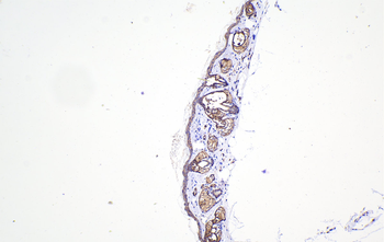 Multi-rAb Polymer HRP-Goat Rabbit Recombinant Secondary Antibody (H+L)